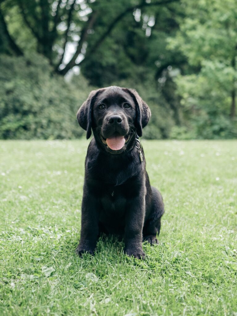 Conheça 10 raças de cães que são reconhecidamente dóceis - Jornal Opção